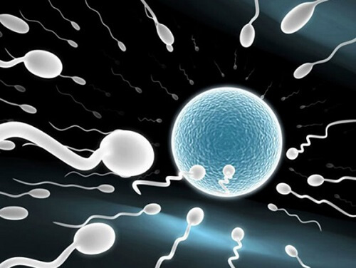 Tinh trùng gặp trứng bao lâu thì thụ thai